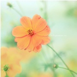 浅芷淡影