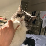 一只不说话的鬼