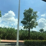 panduola