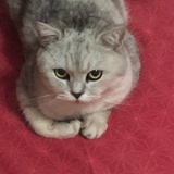 曼一提