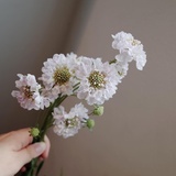 逍遥君