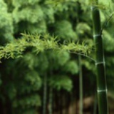 小筱