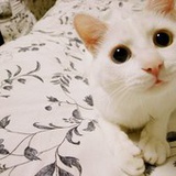 雅