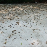 sfloor