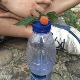 菜青虫小丸子