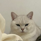 小猪兜
