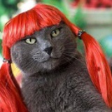 猫老羊