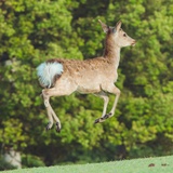 JumpJumpBambi