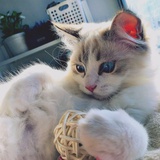 只要有一碗河虾