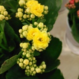 芜芜搪.瓷