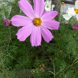 花生糖