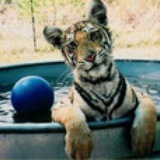 Awesome Tiger