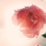 祉蒽li
