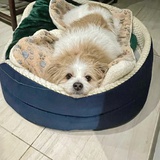 吃了个橘子