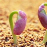 散装黄豆芽