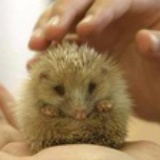 Ala