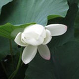 林之南