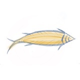 小小大头鱼