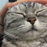 猫卯卯w