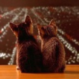 双子猫