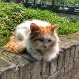 那海蓝