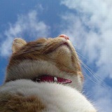 猫耳朵