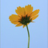太阳花玥