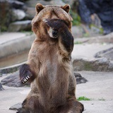 胖熊熊