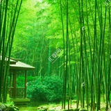 shanshui