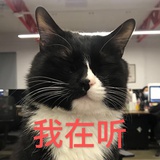 徒有猫