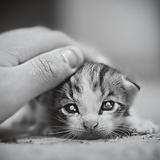 aitten