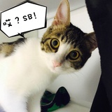 星尘啊星尘