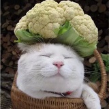 喵的花菜