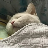 名前のない怪物