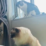 顺顺