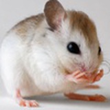 Sprittte