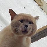 猫草种子