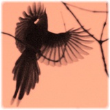 deadbird
