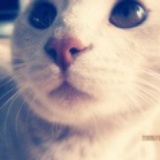 waner .Z