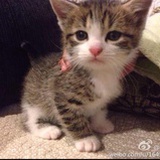 猫小兔