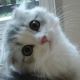 不是小野猫
