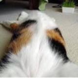 爱猫毛