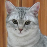 蓝珊