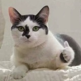 瘦卡子