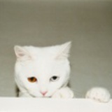 echo