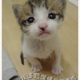 会飞的鱼