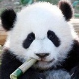 handsomepanda
