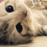 猫哒哒