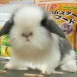 一朵小梨花