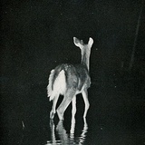 A.SHAO